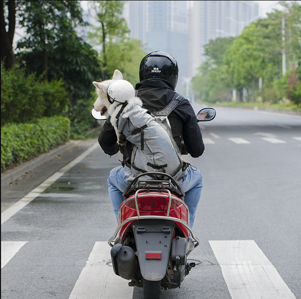 Raxiva-dog backpack carrier
