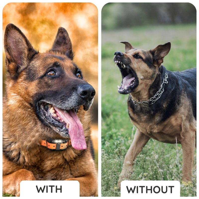 Raxiva remote dog training collar