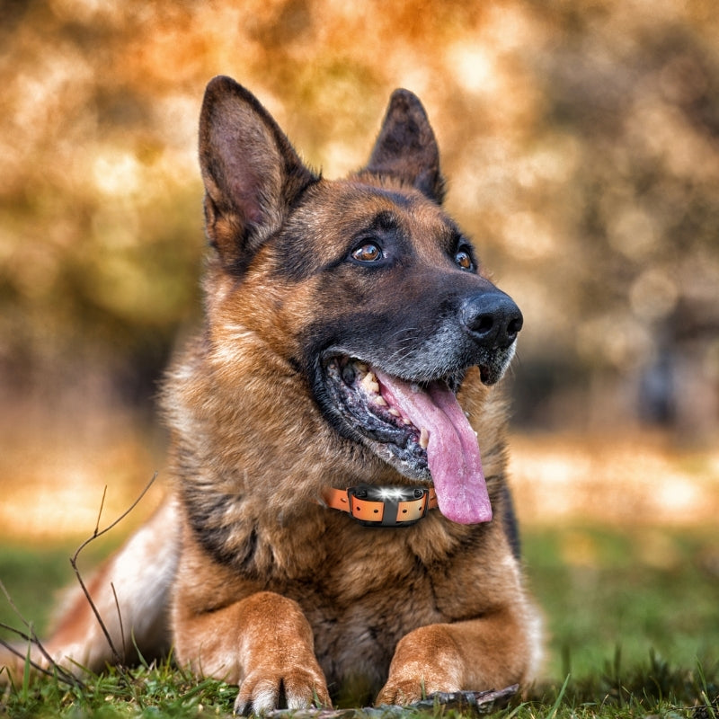 Raxiva remote dog training collar