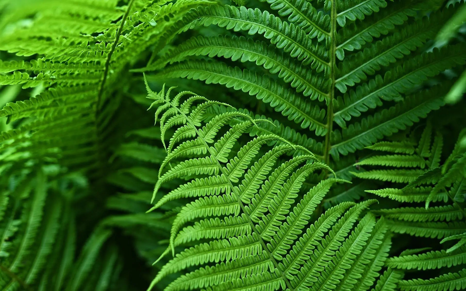 Raxiva-uv resistant lifelike artificial boston fern outdoor use