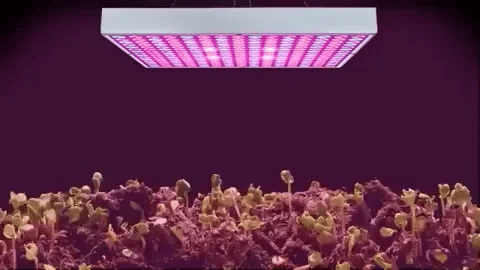 Raxiva - Growth LED Lamp