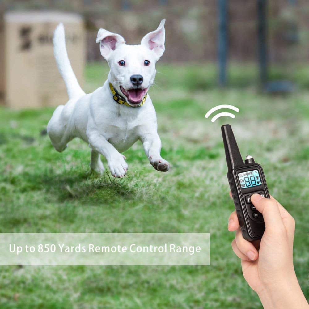Raxiva-electric dog training collar 800m range