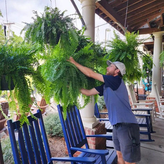 Raxiva-uv resistant lifelike artificial boston fern for outdoors 2